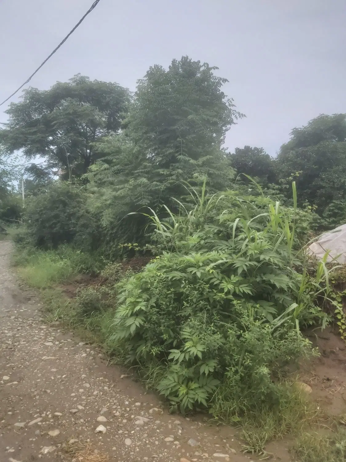 فروش زمین  در روستای توریستی قاسم اباد علیا  گیلان