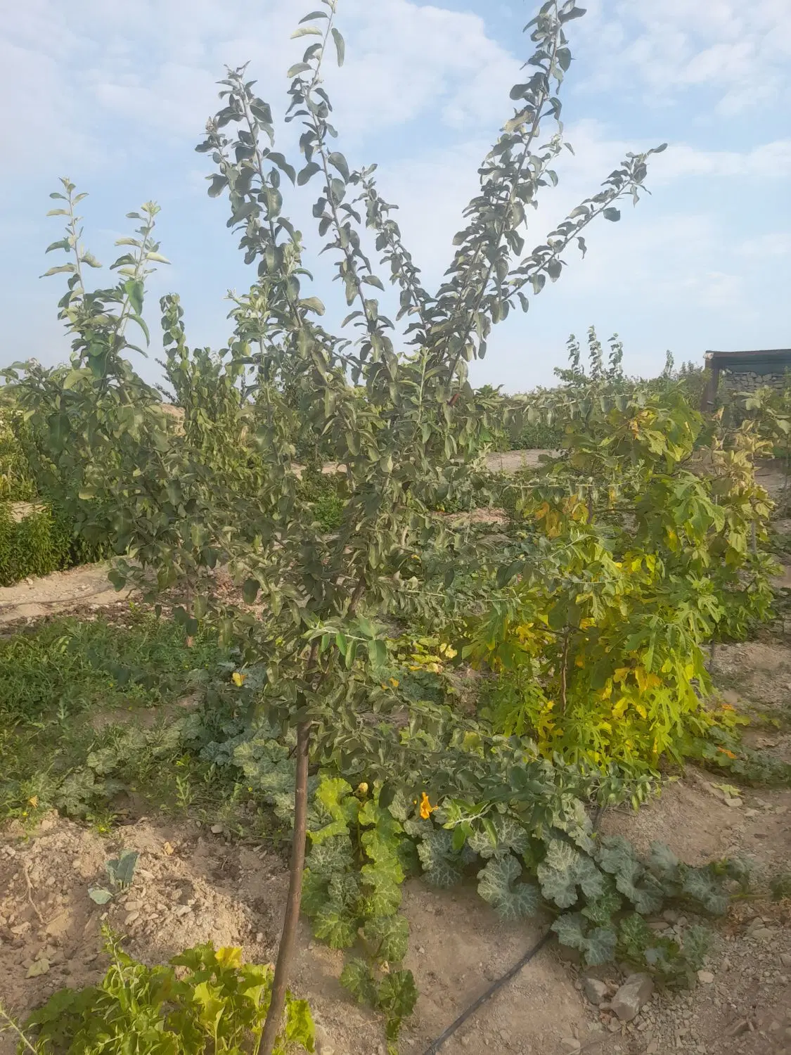زمین زراعی باغی شهرک تماشا کرشت پردیس بومهن
