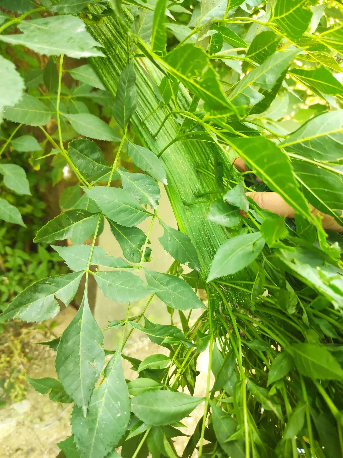 باغ میوه دره مرادبیک