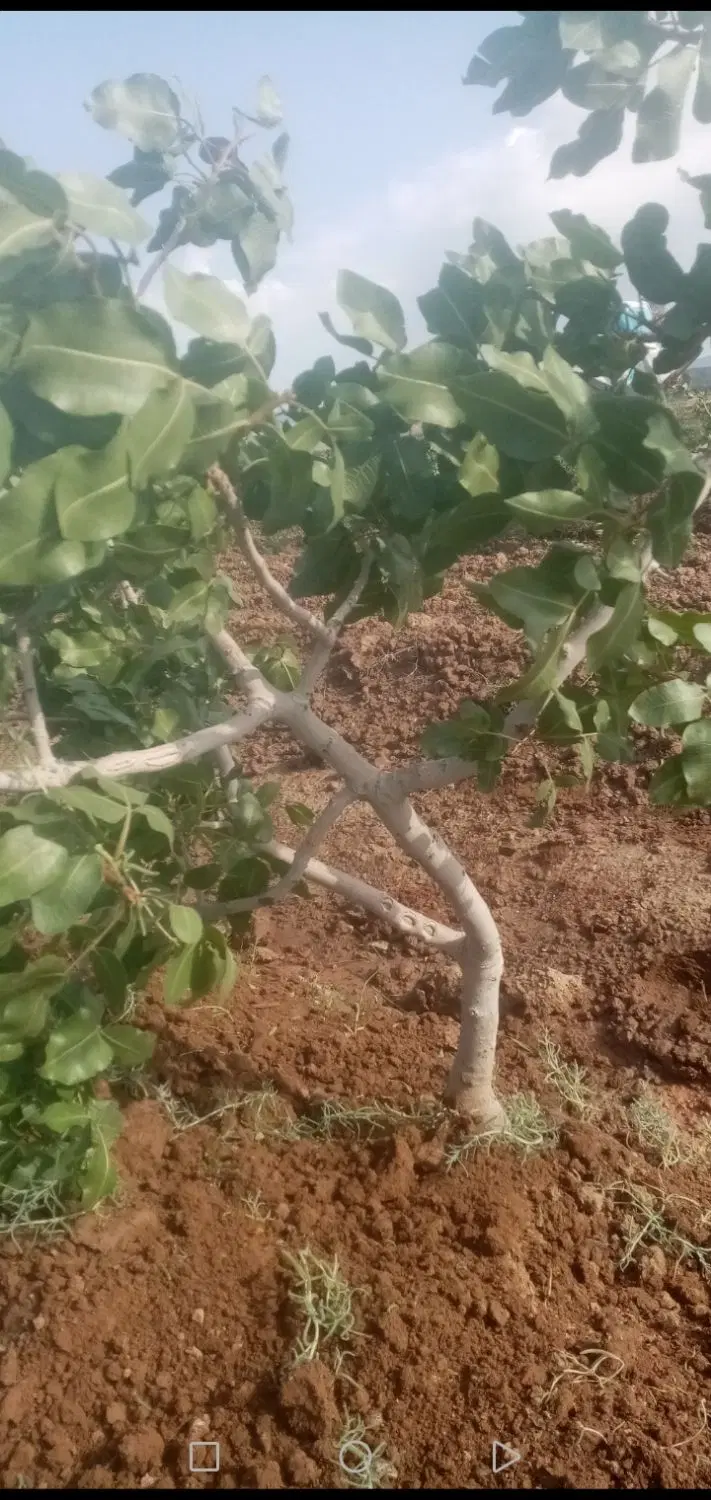 باغ پسته  .  باغ  .   زمین کشاورزی   .  زمین