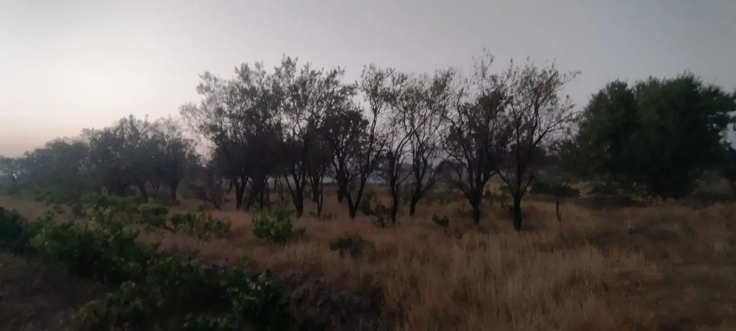 باغ زمین
