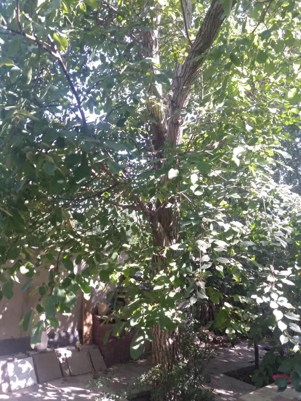باغ سنگستان خاک سفید
