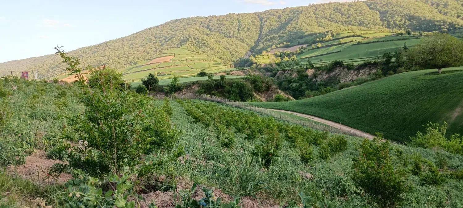 باغ انار
