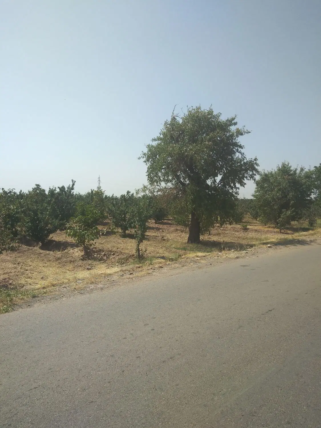 فروش باغ آلو و گردو