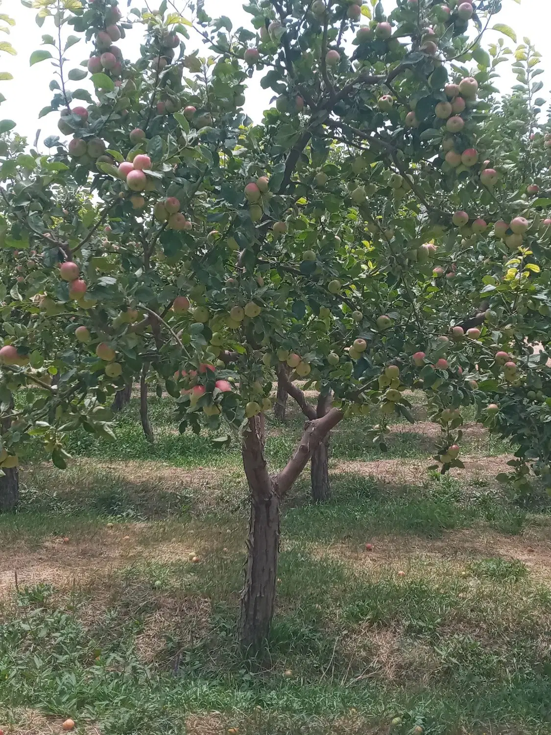 باغ و زمین کشاورزی