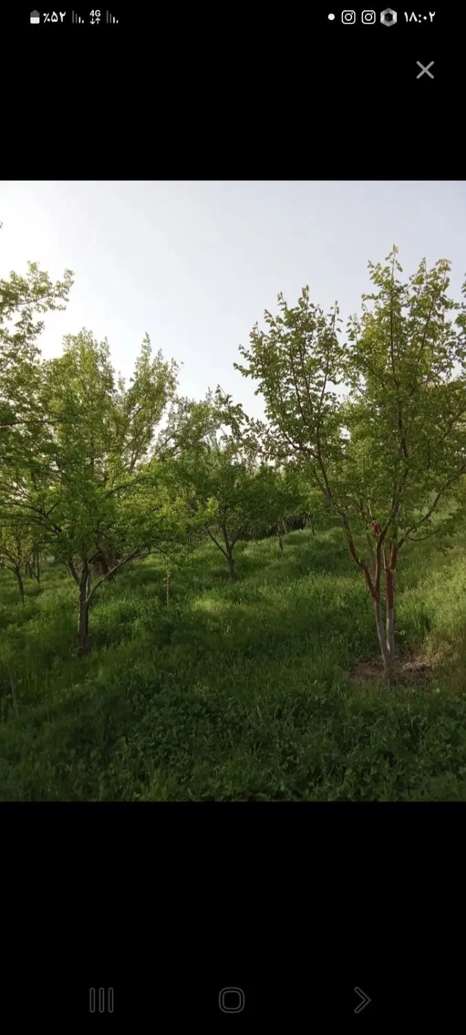 باغ ویلا