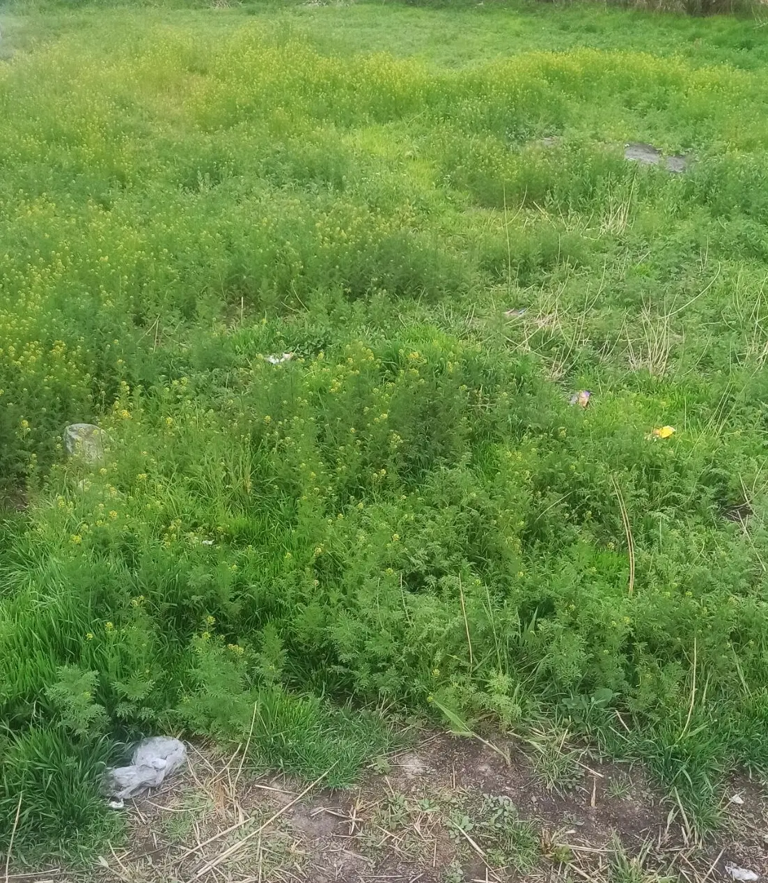 زمین زراعی در کوی گلستان شورکند یولی