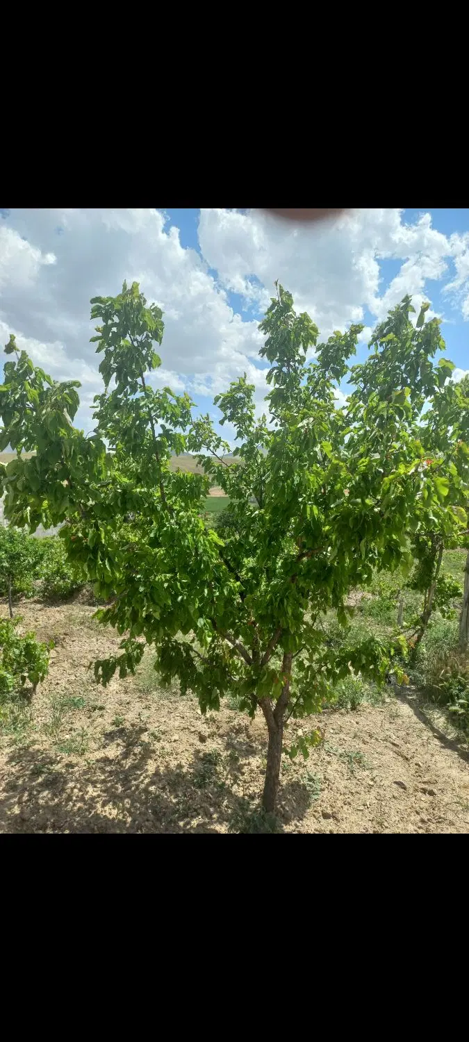 باغ انگور در روستای حیران