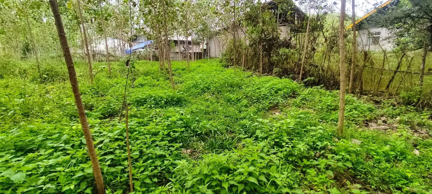 زمین باغی مسکونی