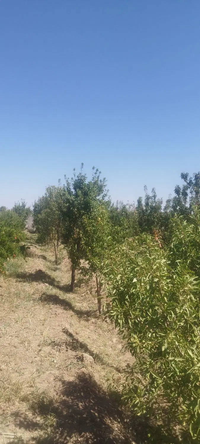 فروش زمین مناسب باغ و باغچه در زرندیه شهر زاویه