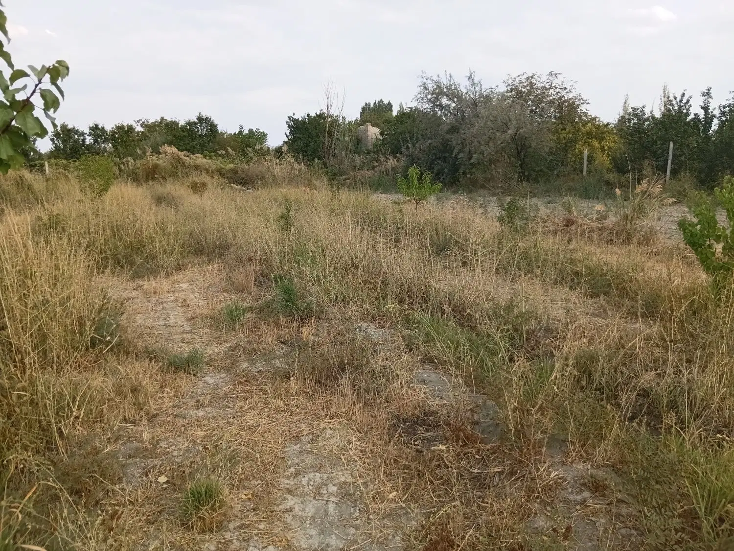 باغچه 500متری