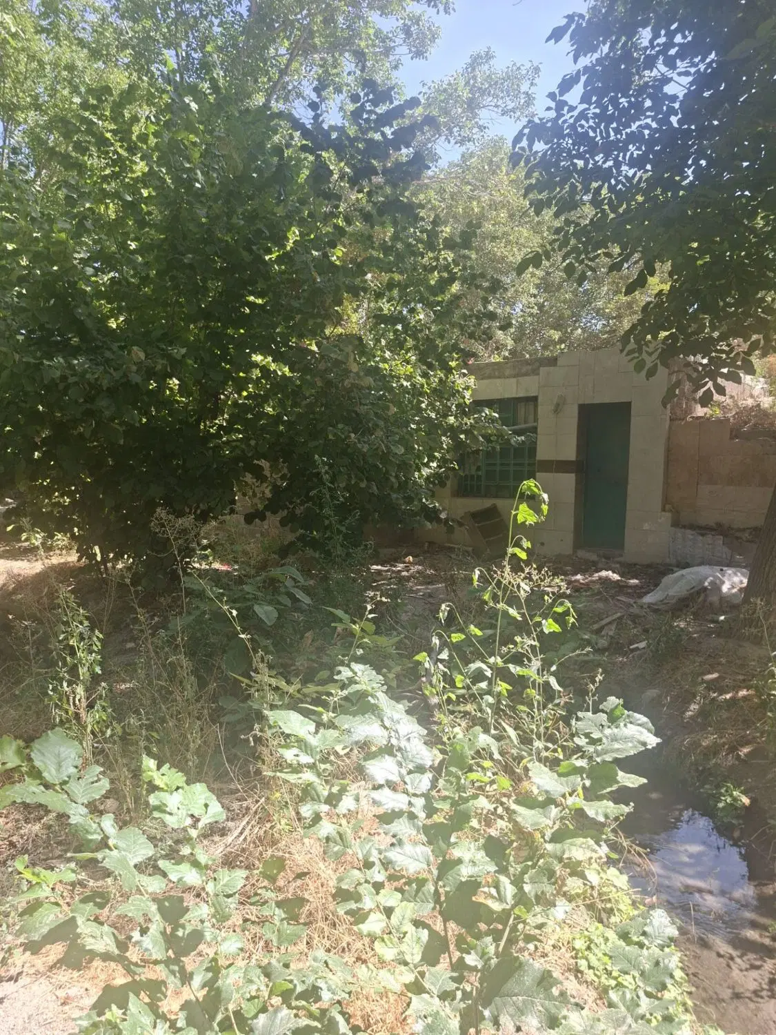 باغ انشعاب دار و مجوز دار در اسکو