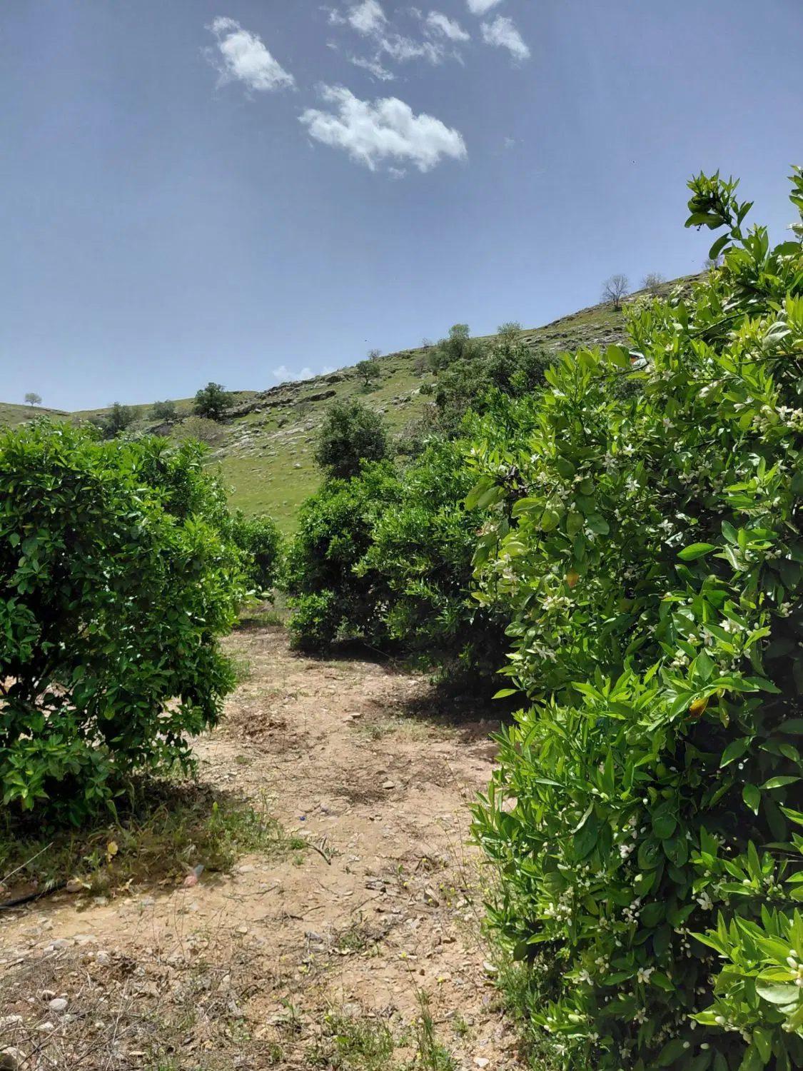زمین تجاری علی اباد