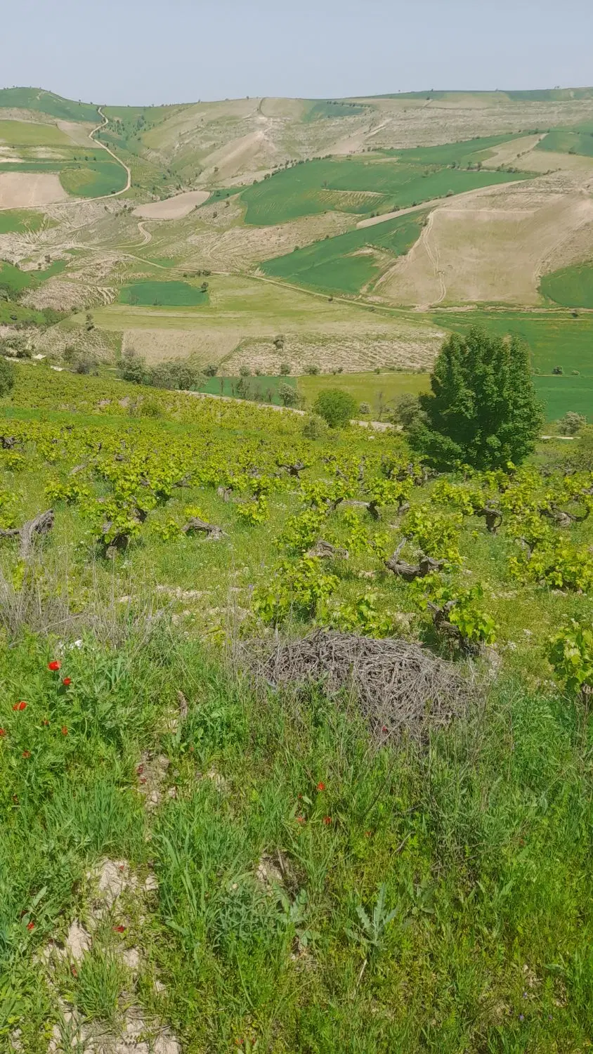 باغ انگور دیم