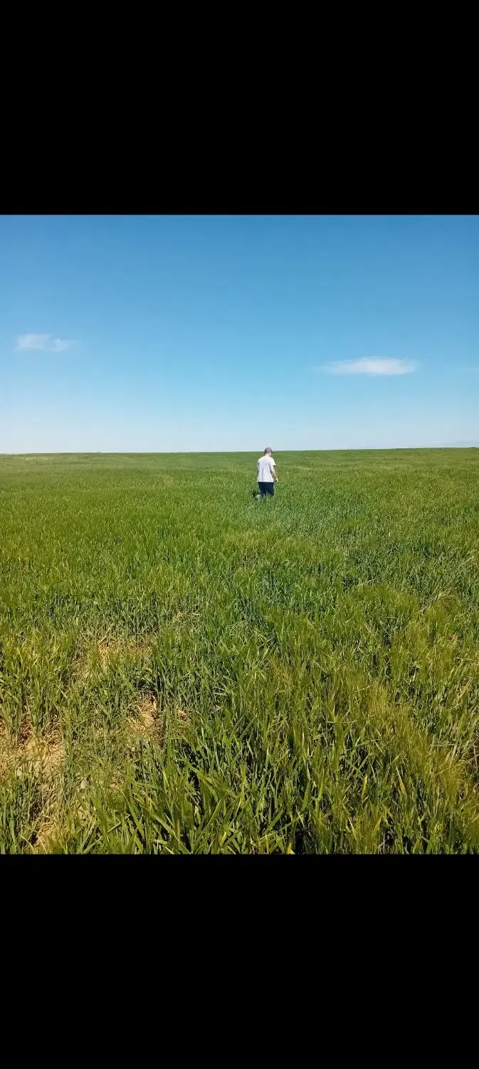 فروش زمین چهارده و نیم هکتاری دیم