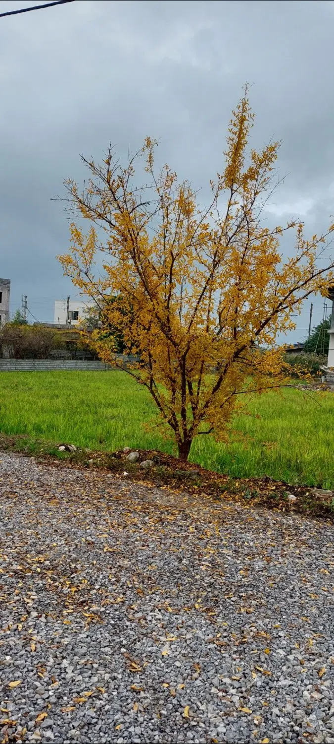 فروش زمین چلندر