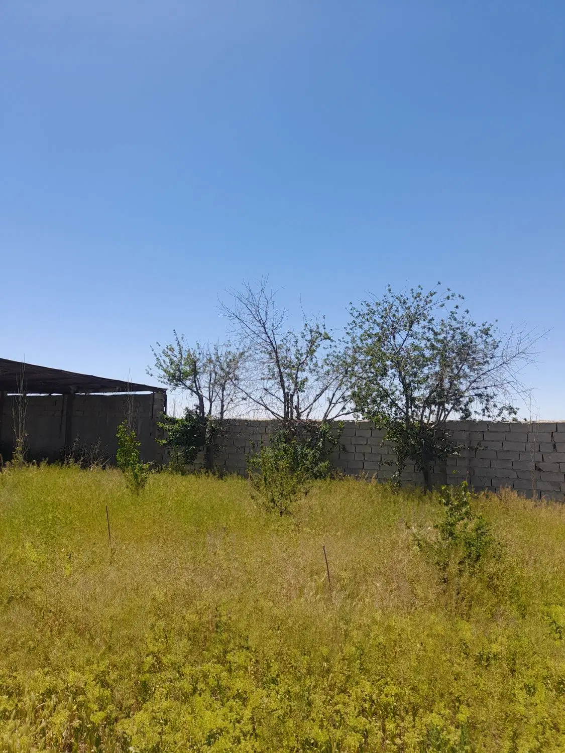 زمین باغی در تنکمان