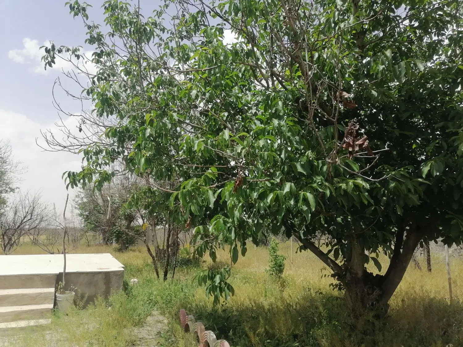 *باغ*