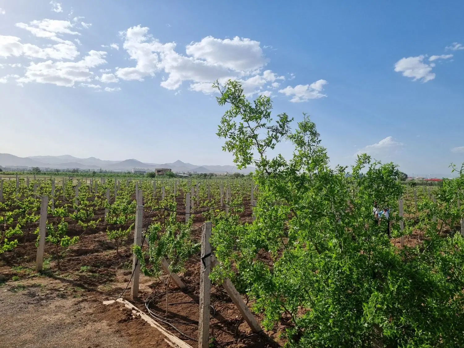 باغ انگور یک هکتاری