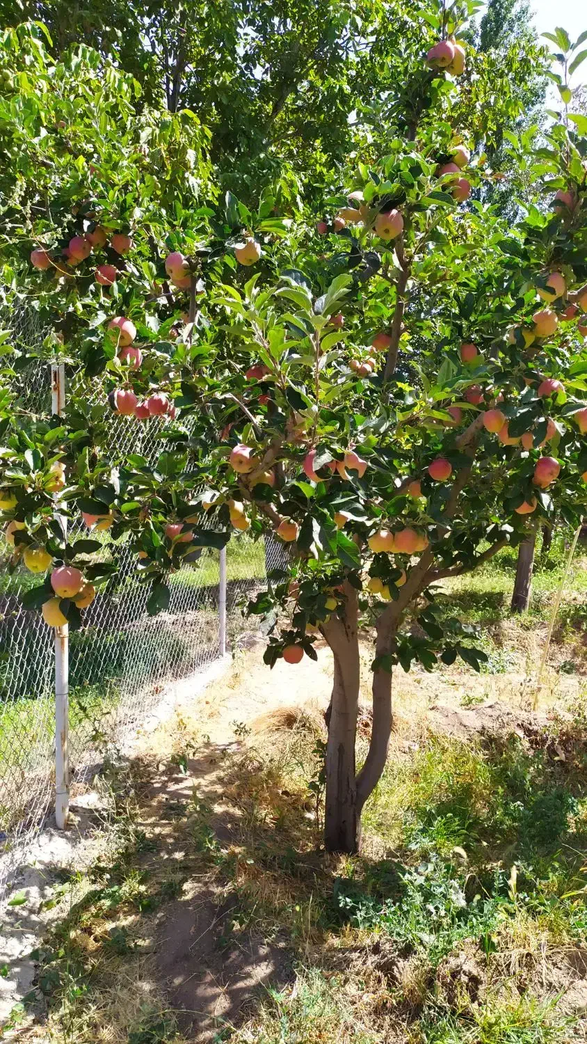باغ ویلای 1000 اردکلوی مرند