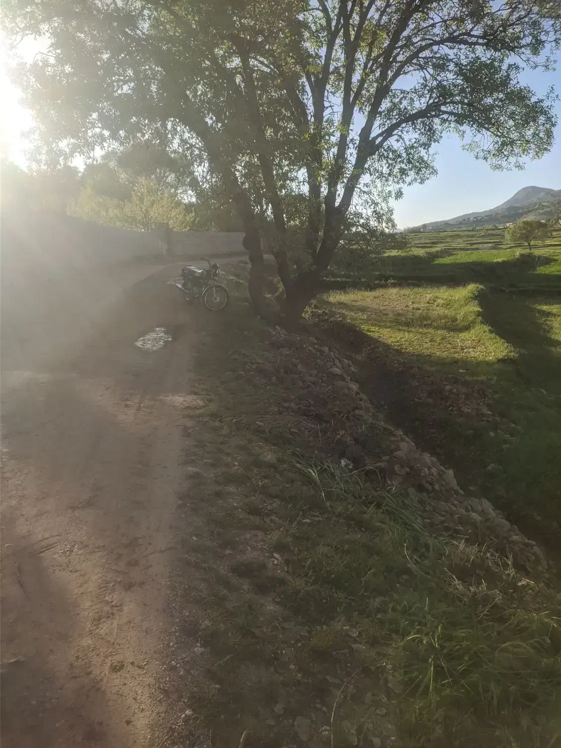 زمین برنج کاری روستای کریک