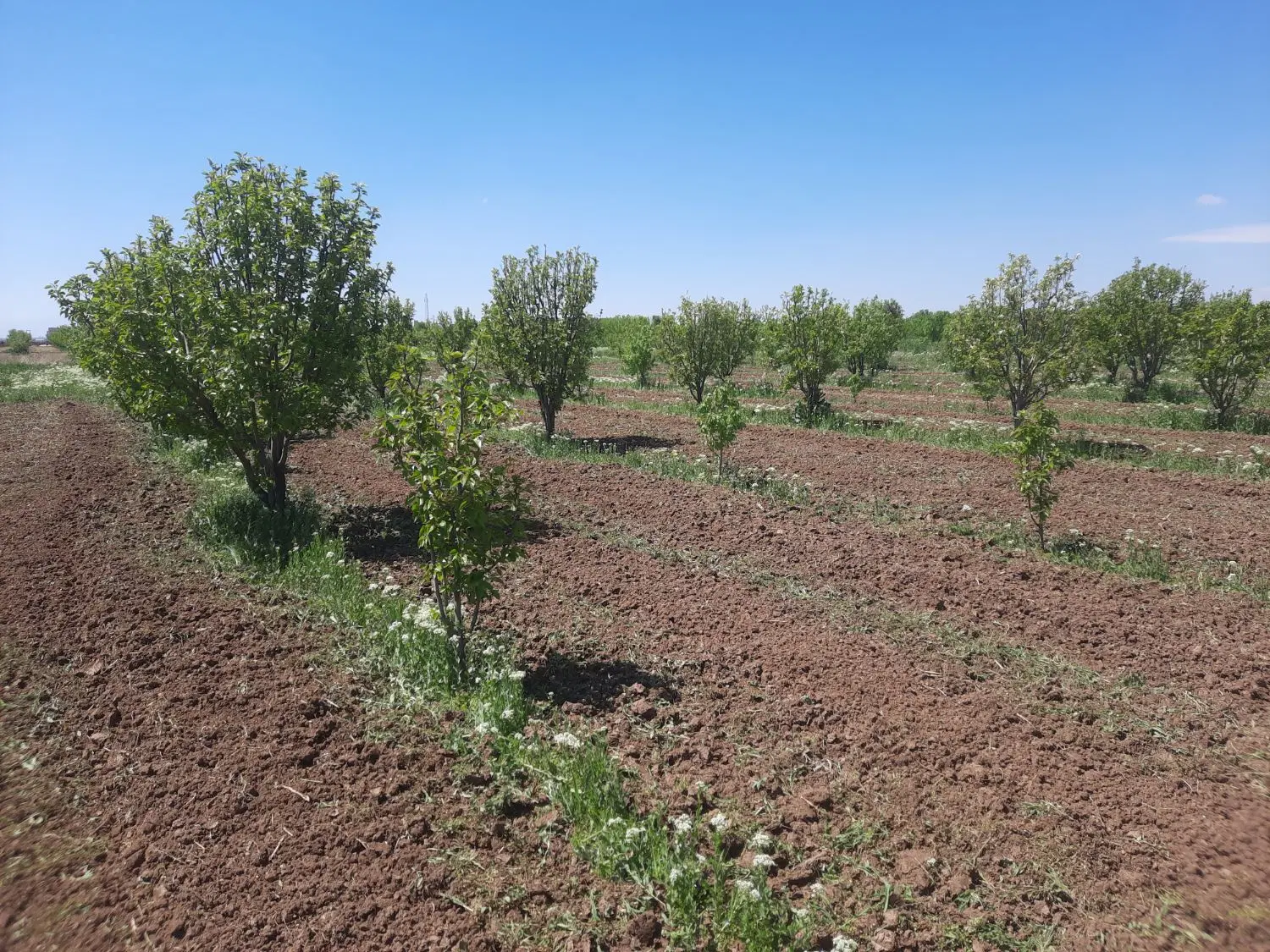 باغ فروشی گلابی سرسبز ×قدیم آباد×