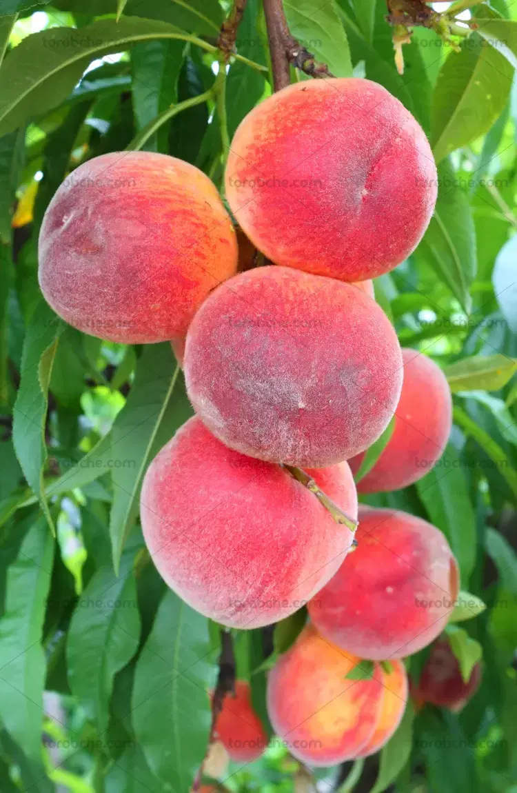 باغچه