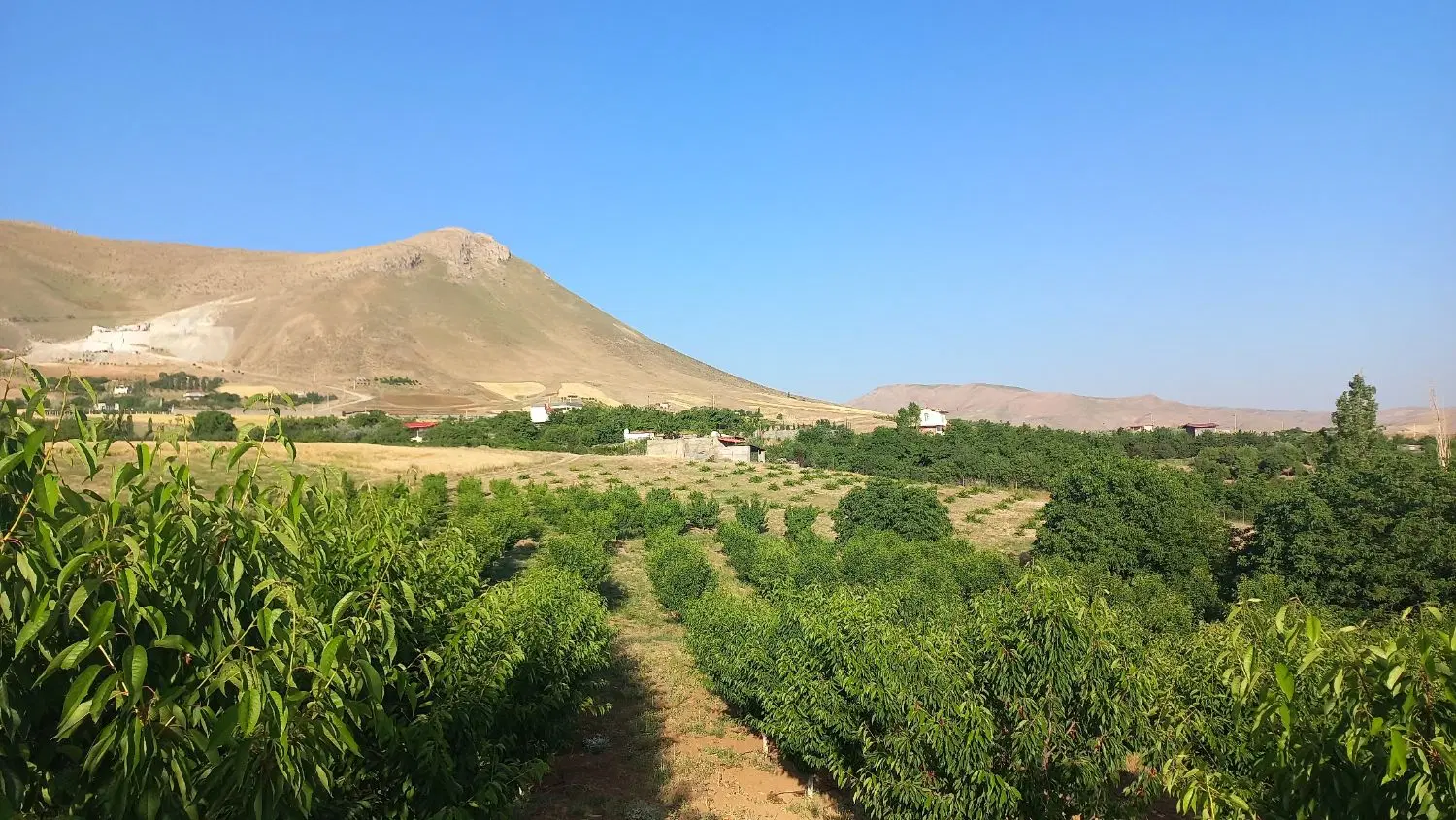 زمین کشاورزی