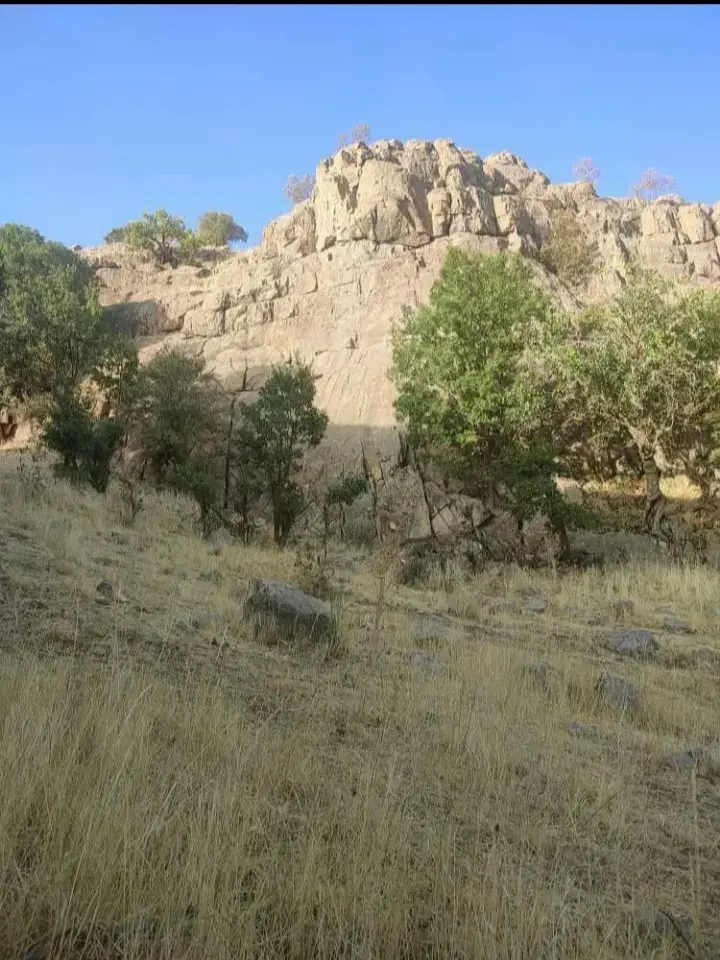 فروش زمین کشاورزی برده رشه