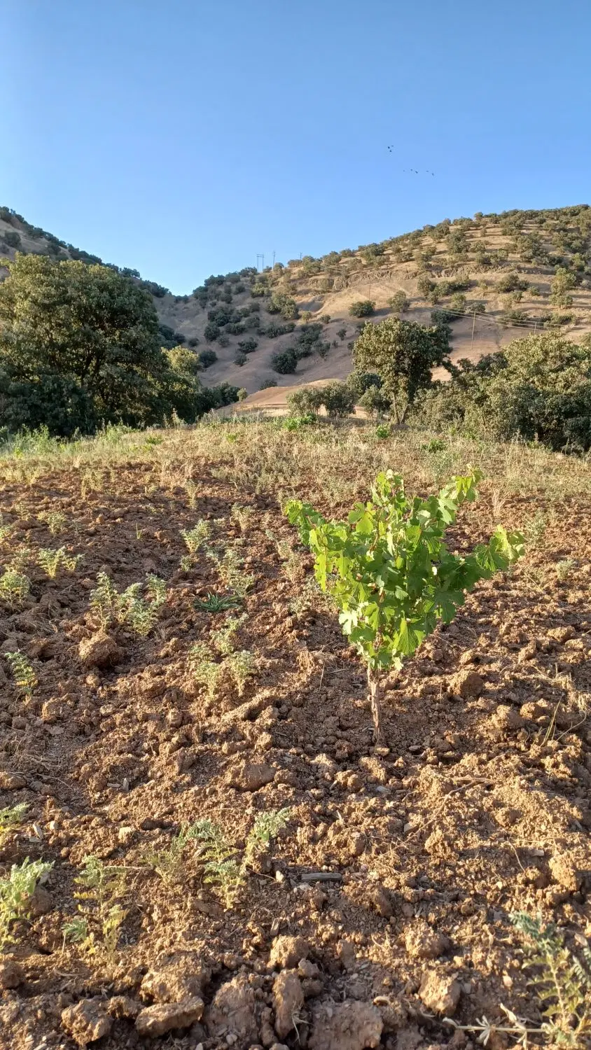 فروش باغ انگور