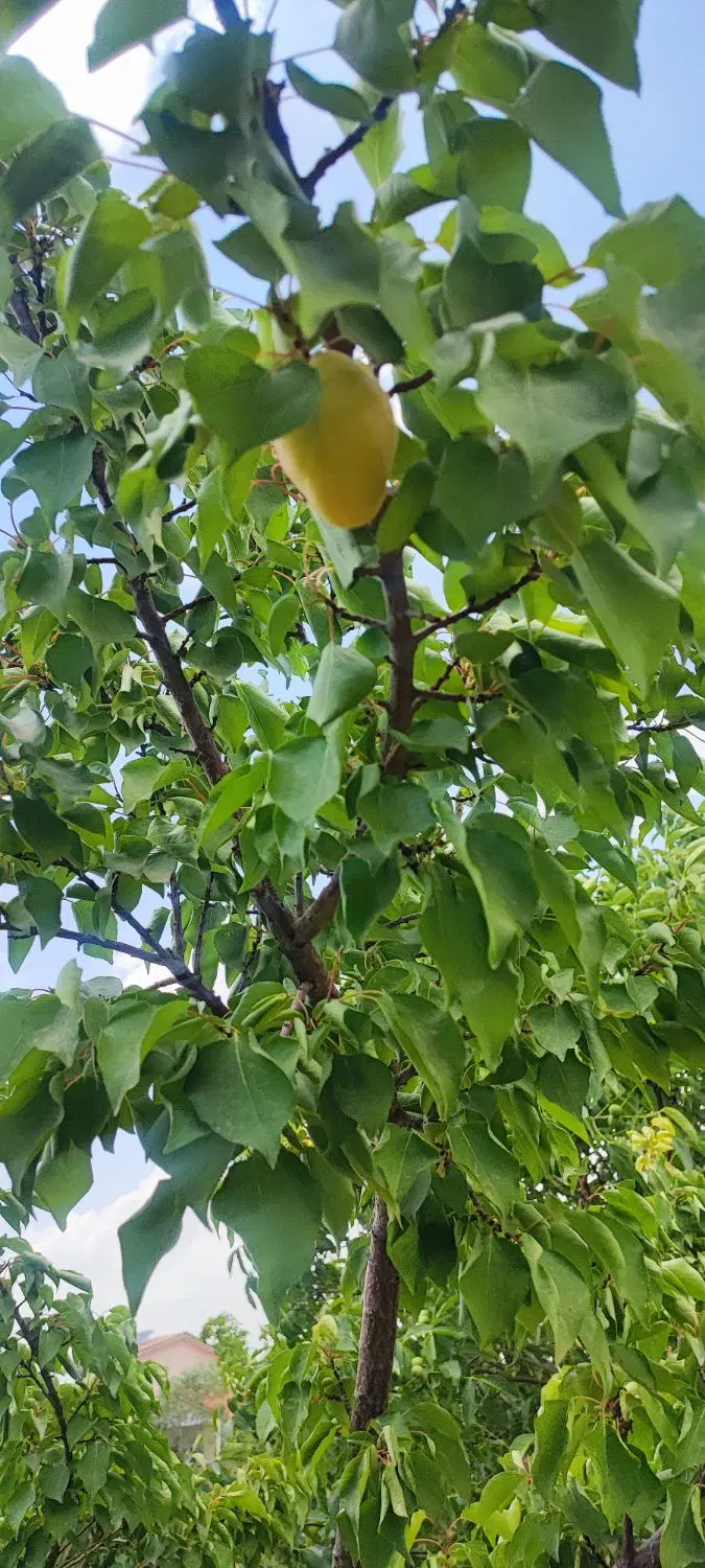باغچه ۶۰۰ متری در دماوند