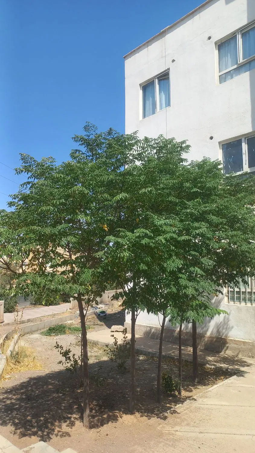 فاز ۵ شمال