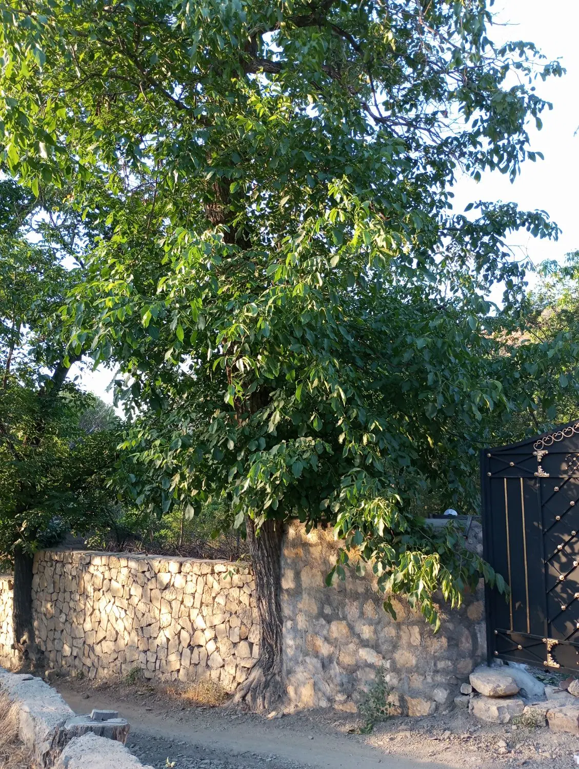 باغ جنب رستوران کوروش ابرده