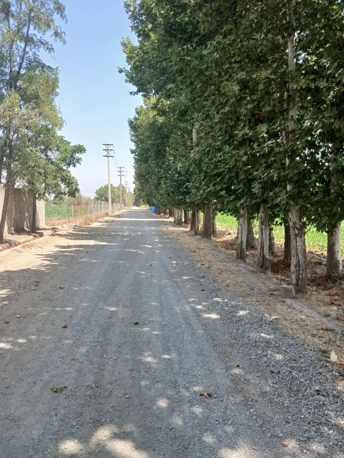 فروش باغچه ۵۰۰متری .سرسبز  ومثمر