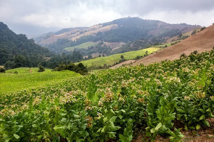 زمین کشاورزی