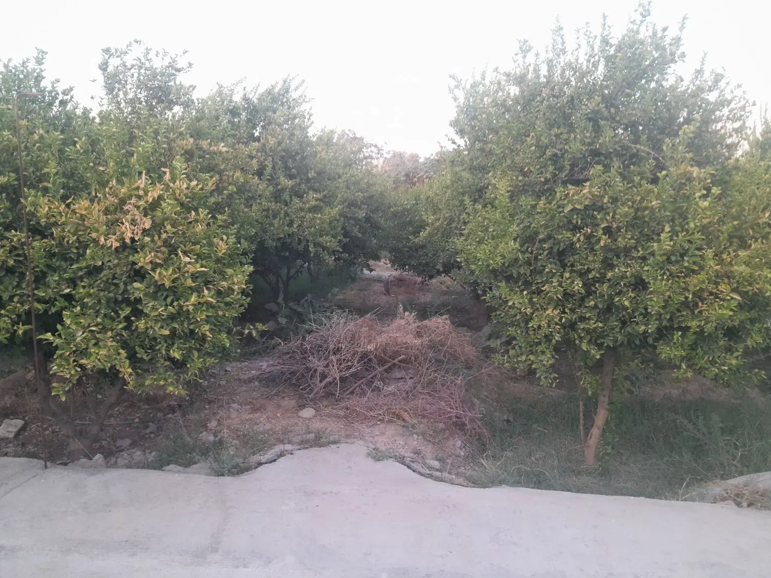 باغچه ۱۵۰۰ متری