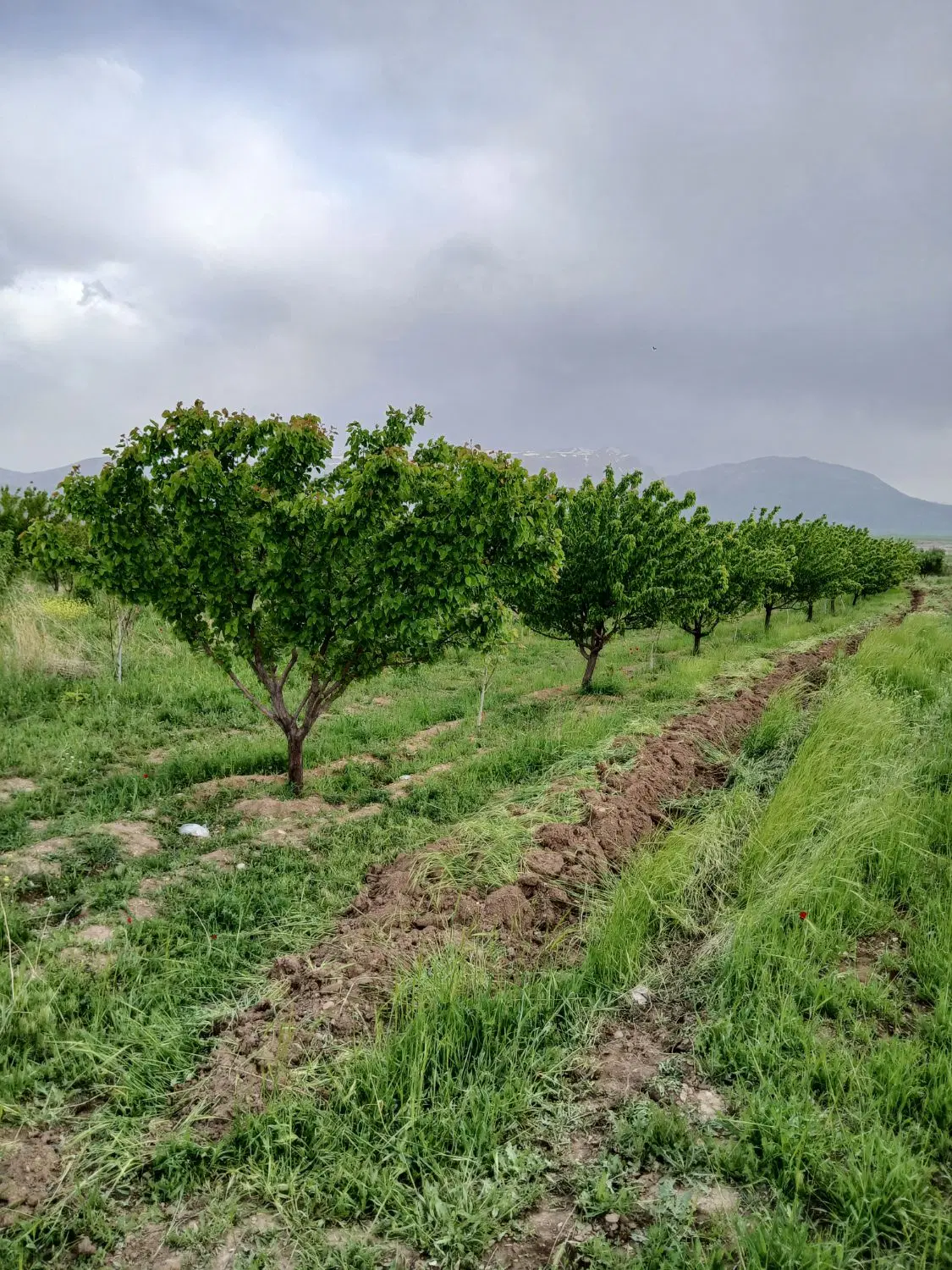 فروش باغ ۵۰۰ متری روستای حشمت اباد