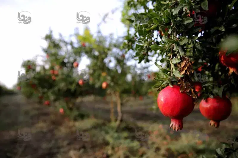 باغ سریزد