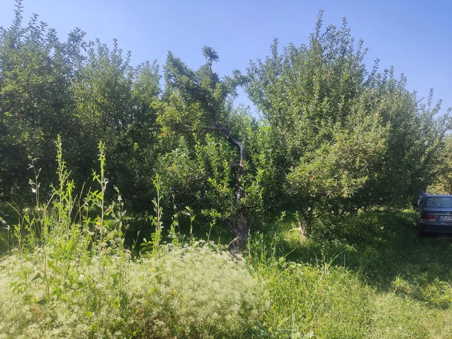 باغچه1980متری