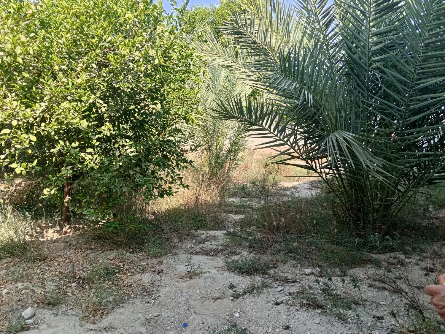 زمین مسکونی