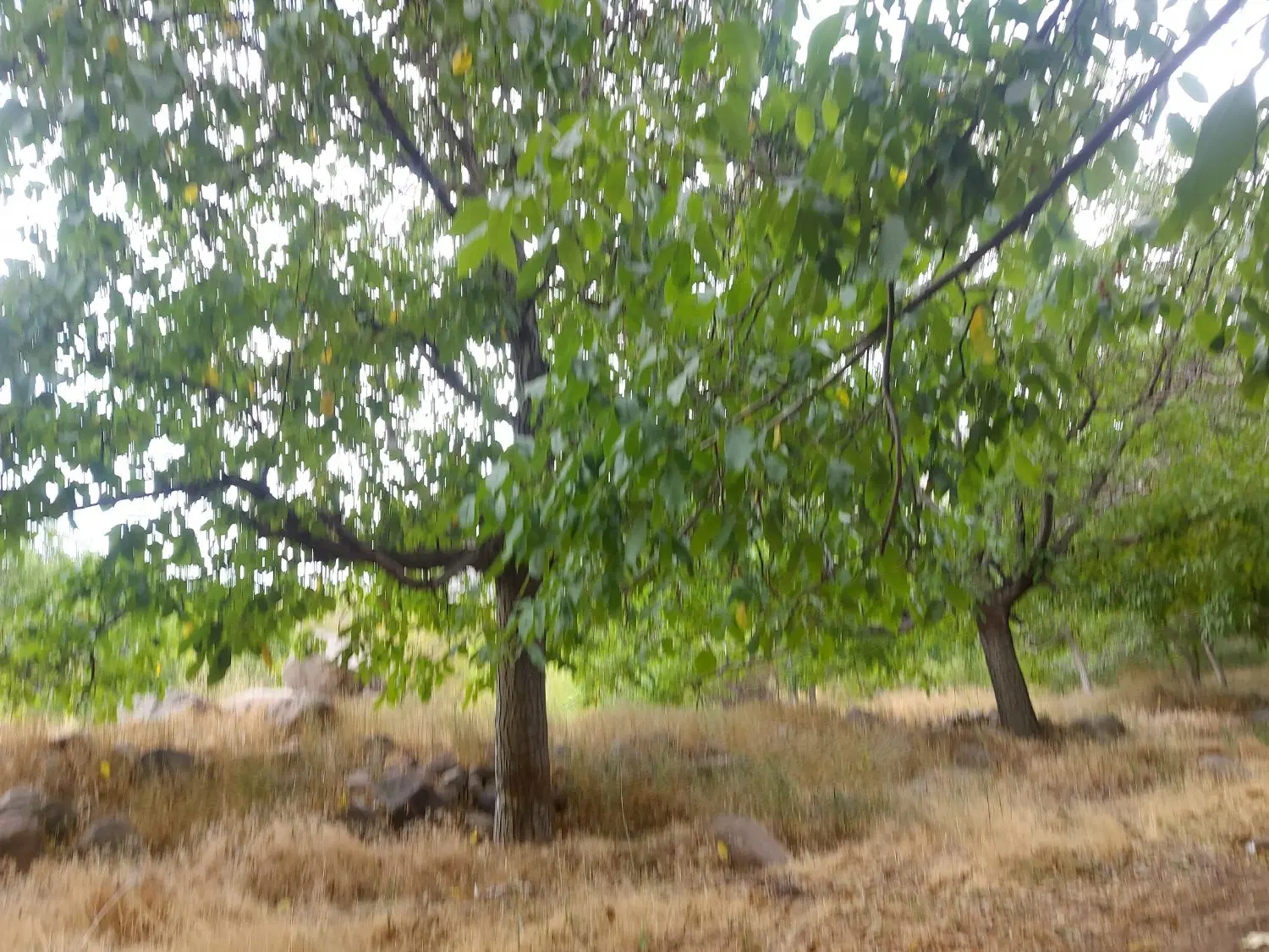 زمین تجاری مسکونی شهرک صفائیه سند تک برگ