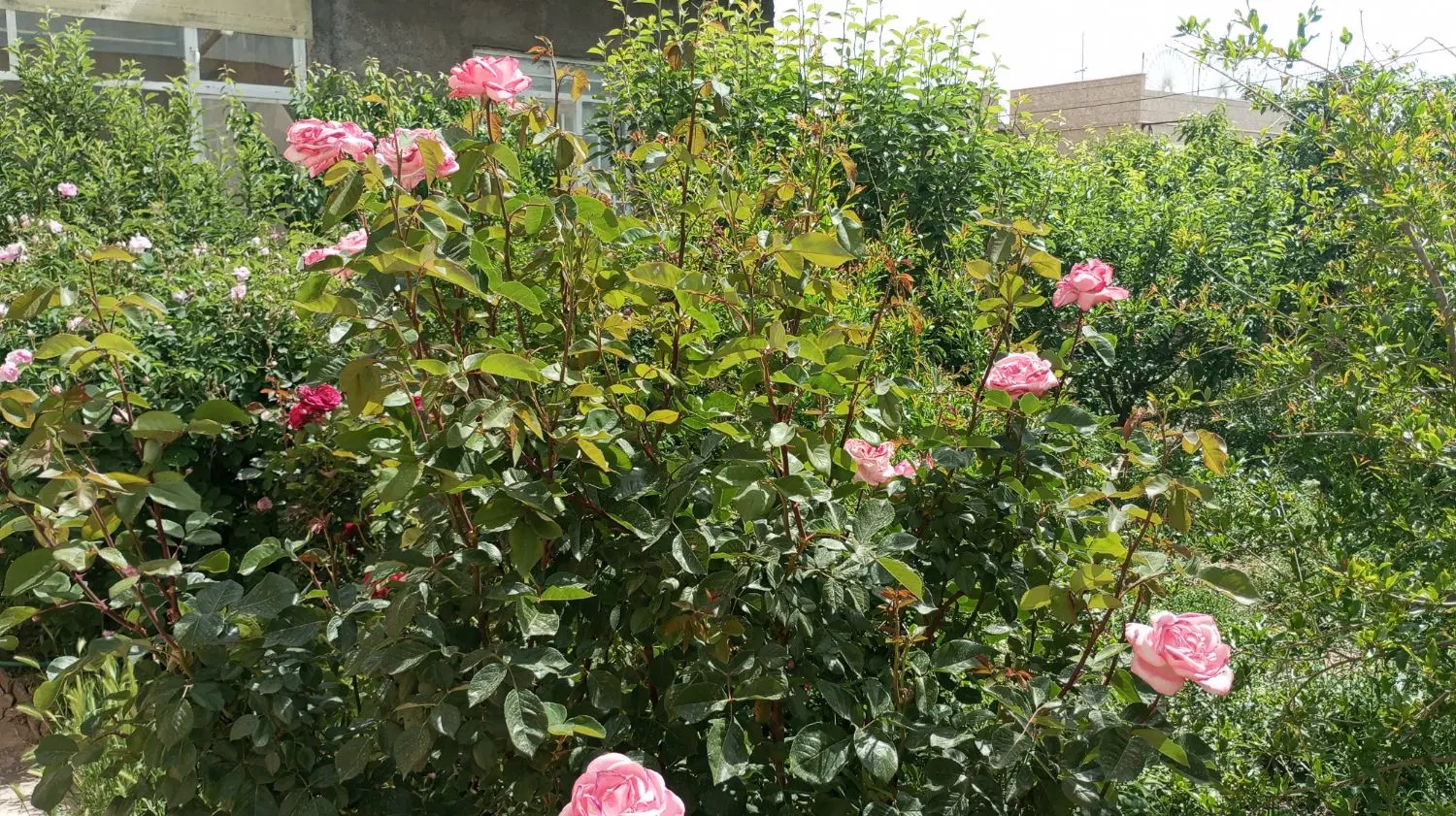 ویلا مسکونی بهشت