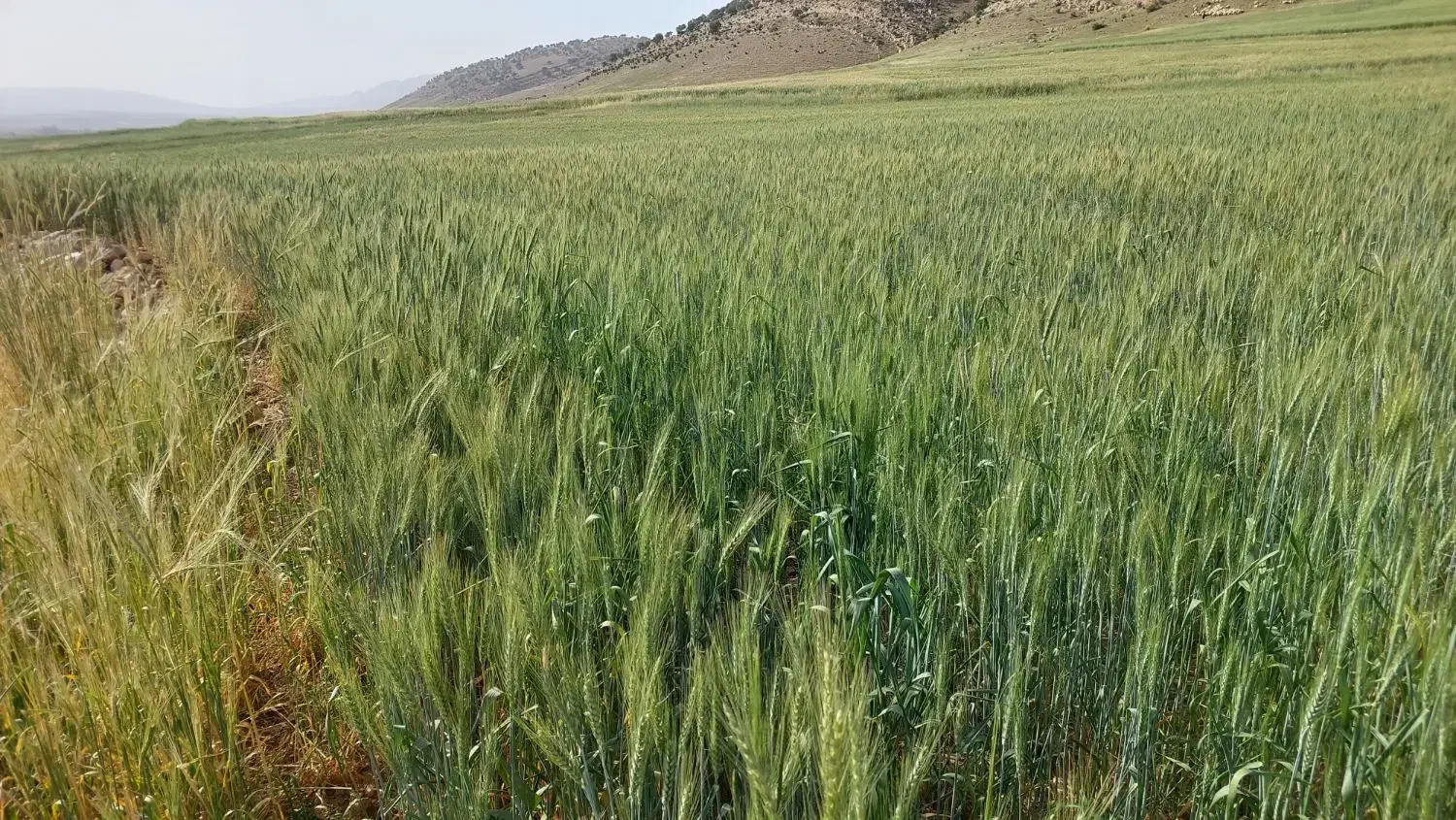 زمین کشاورزی ایوان