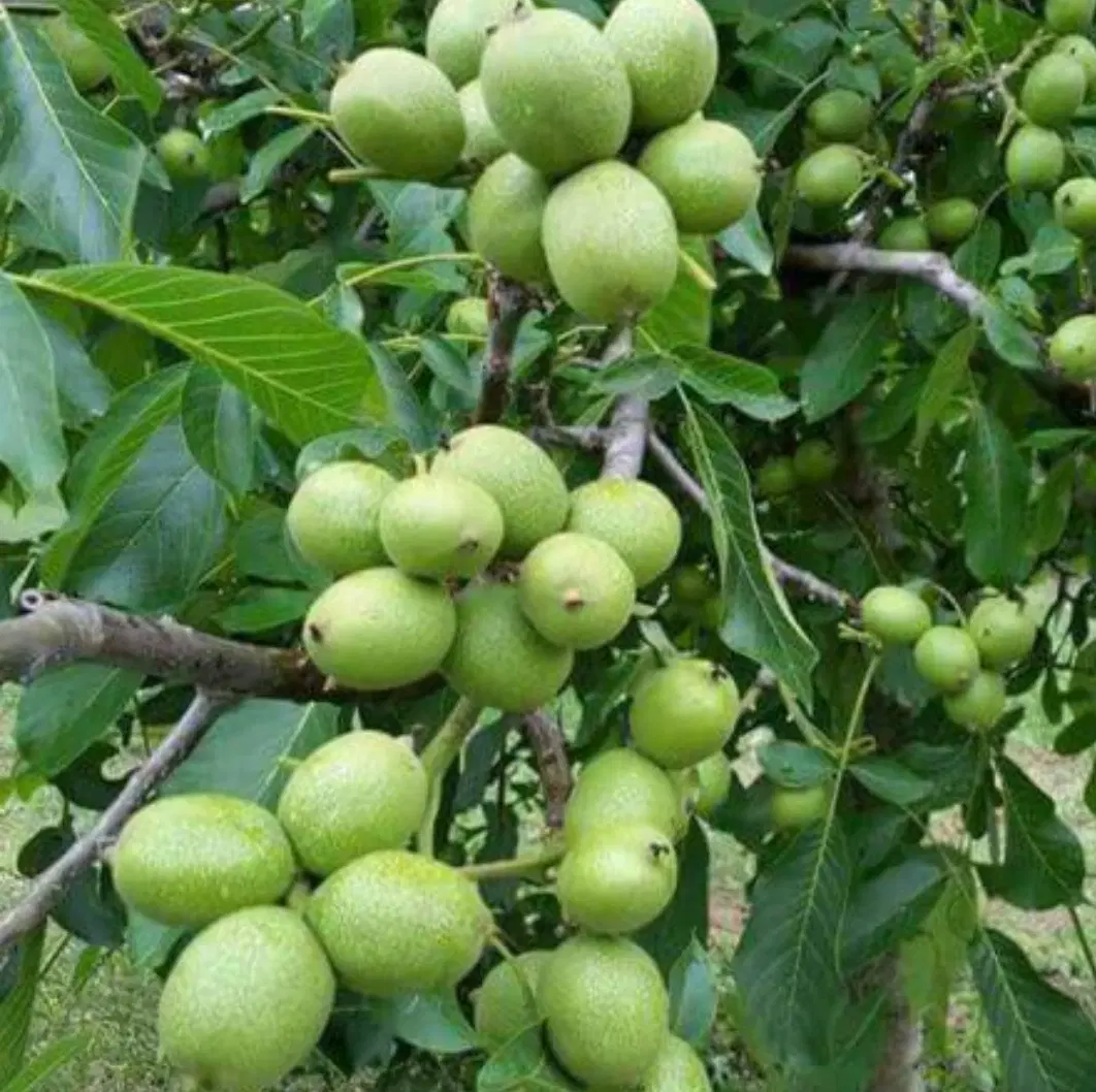 1000 متر باغچه غارسی فرهنگشهر نزدیک امکانات شهری