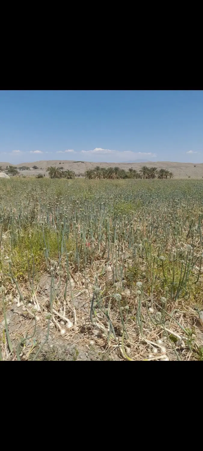 اجاره زمین کشاورزی