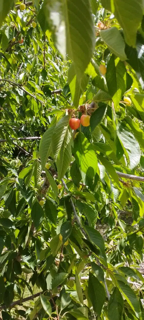 باغچه 350متری کرمجگان