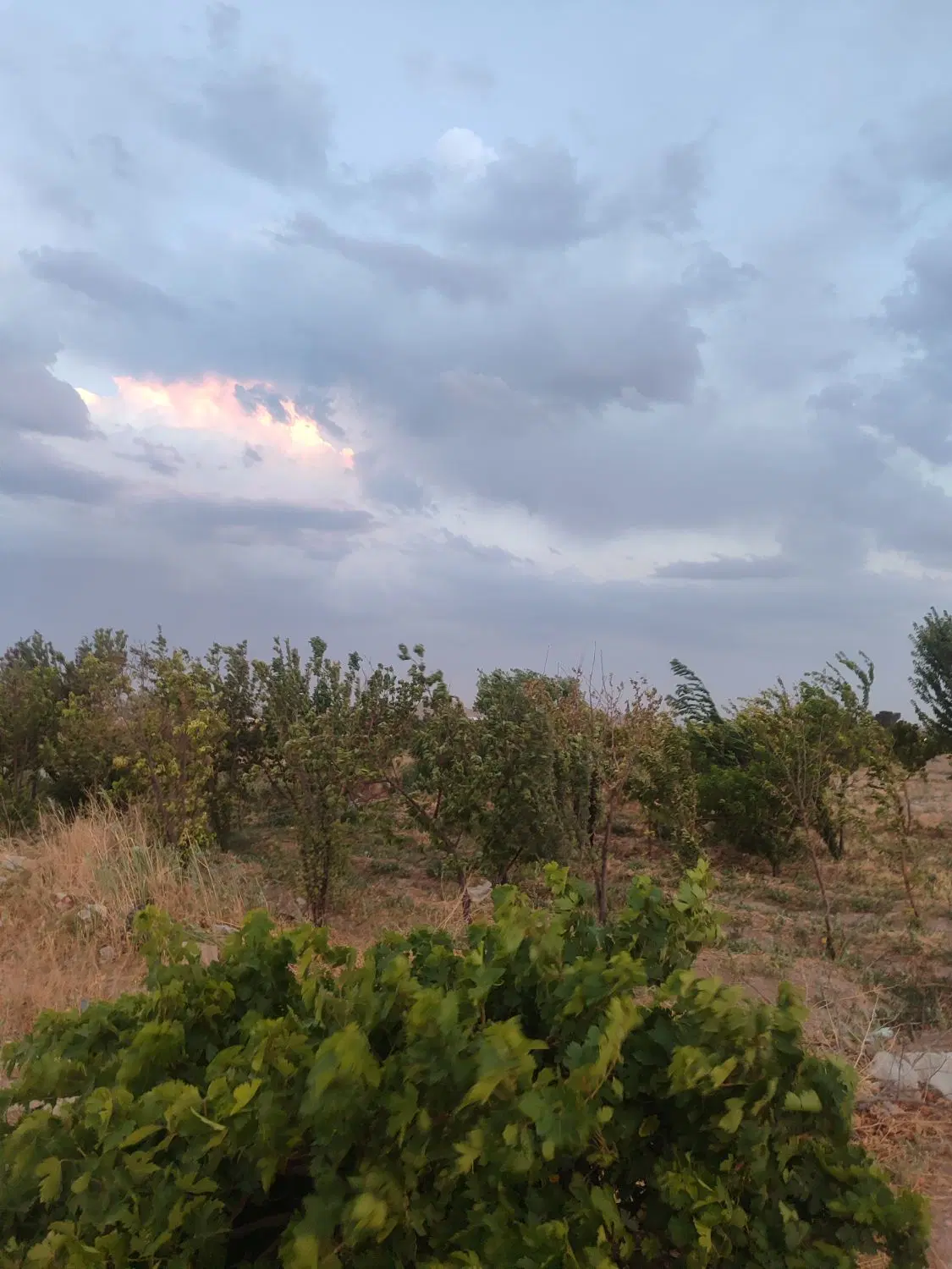 فروش باغ و باغچه