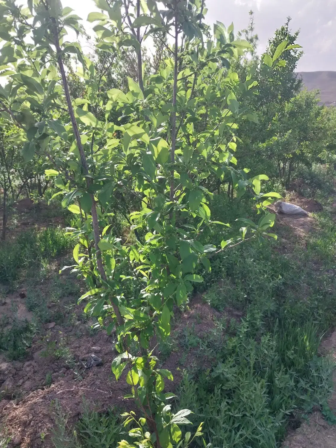 فروش باغچه در سلفچگان