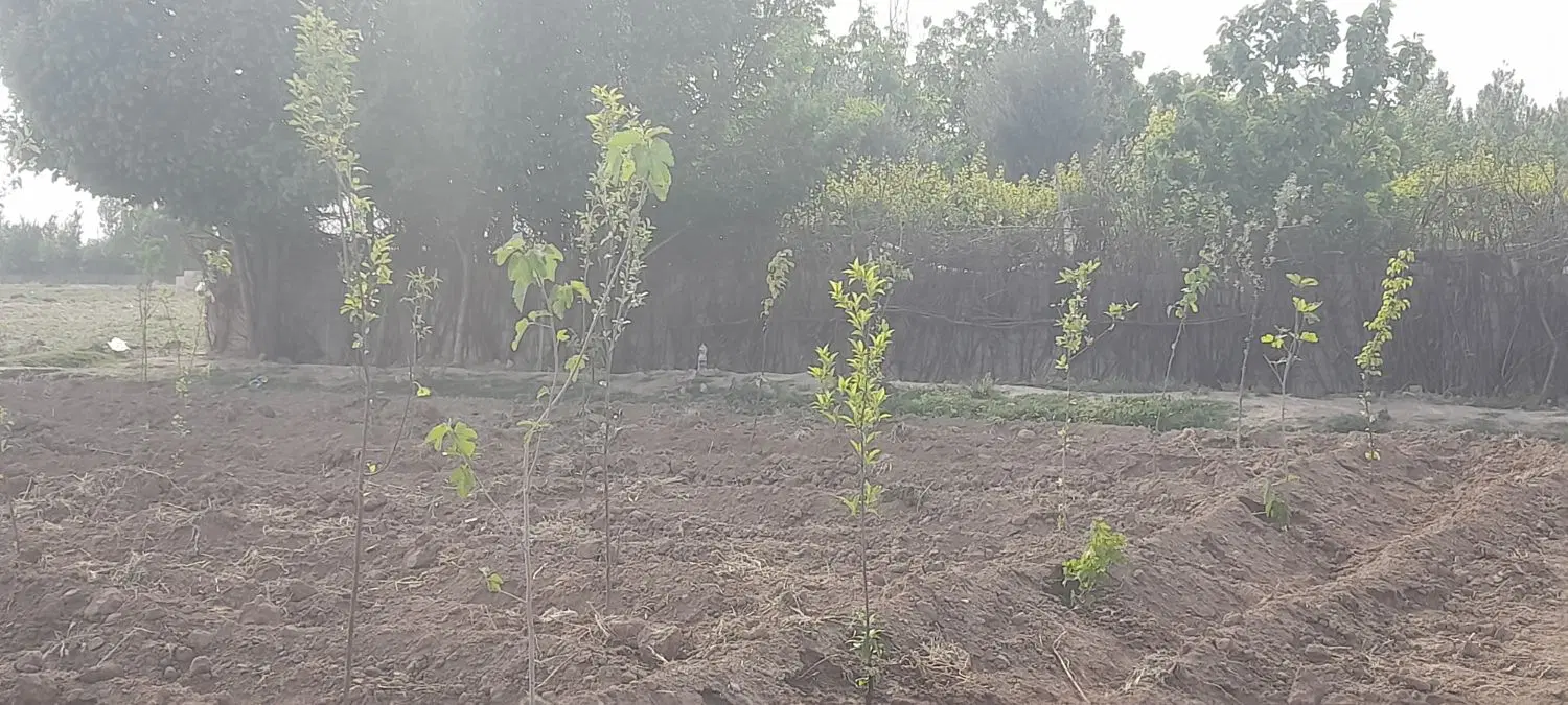 باغچه  ۳۰۰متری  با  دیوار