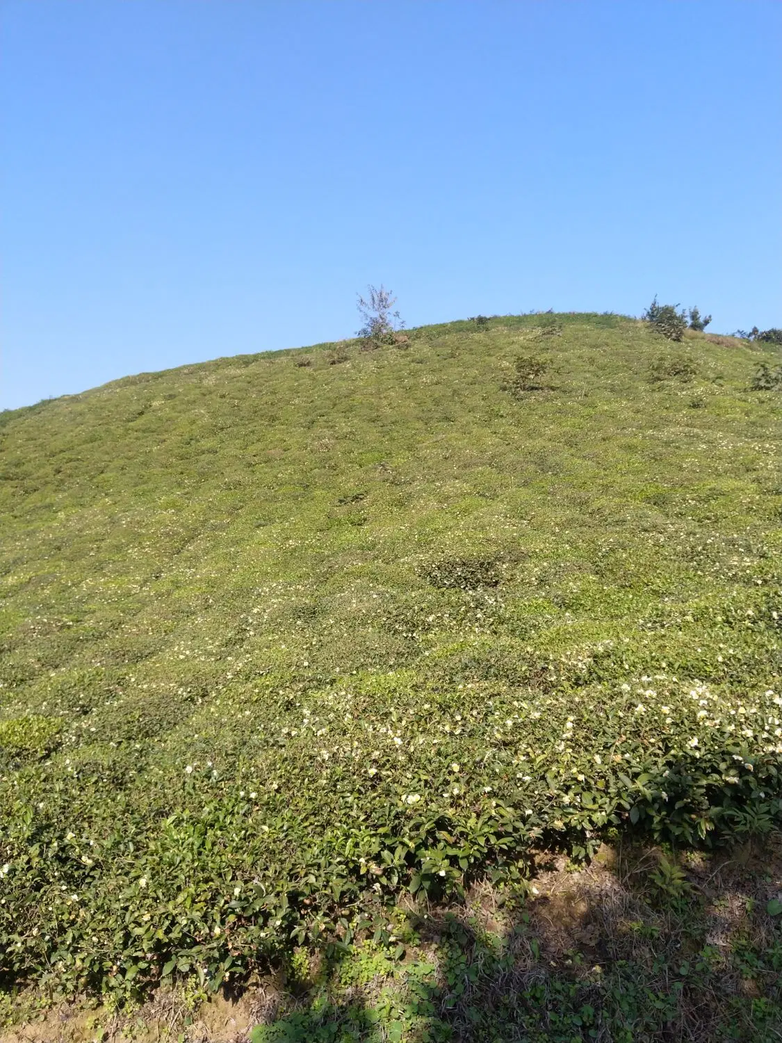۲۰۰۰ متر باغ چای